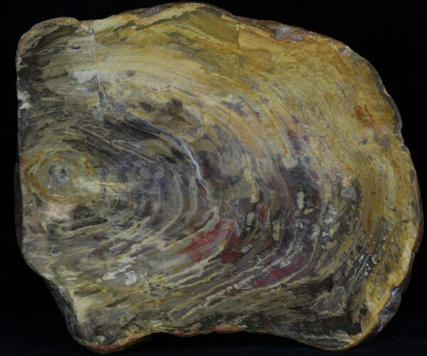 Polished, Jurassic Petrified Wood (Conifer) - Australia #33924